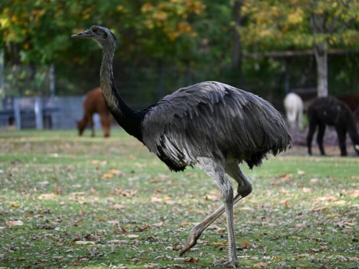 Zoolgico de Dresden